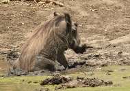 Warthog bathing