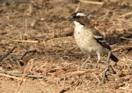 white-browed sparrow weaver