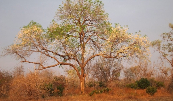 Wing Pod Tree in dry season