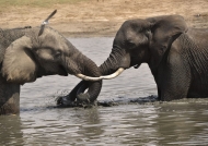 2 young male Elephants …