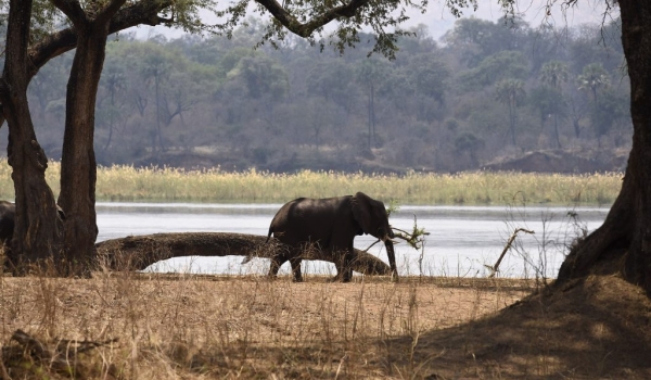Elephant on the Zambezi bank