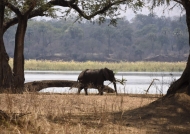Elephant on the Zambezi bank