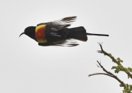 Bl sunbird-melanogastra race