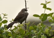 Black-lored Babbler – vepres