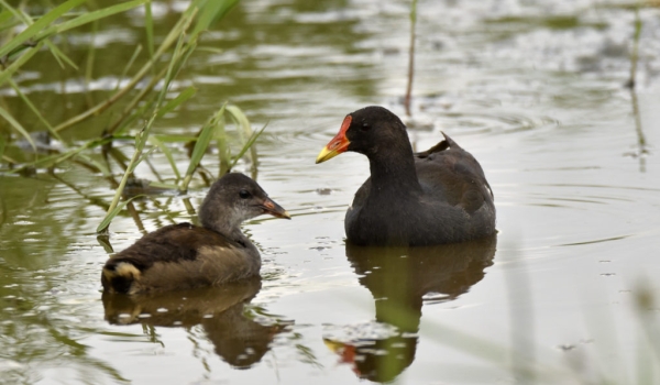 Common Moorhen and chick