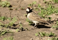 Fischer’s Sparrow-lark