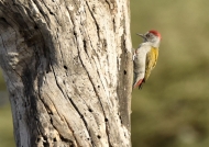 Grey Woodpecker – male
