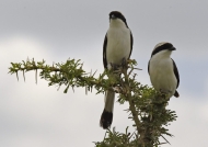 Grey-backed Fiscals – couple