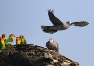 Lovebirds/ring-necked doves