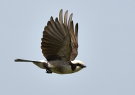 North. White-crowned Shrike