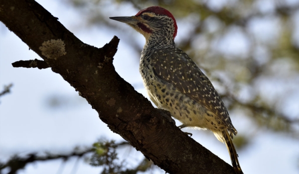 Nubian Woodpecker – male