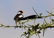 Pin-tailed Whydah – br male