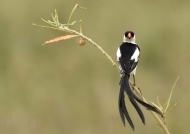 Pin-tailed Whydah – br male