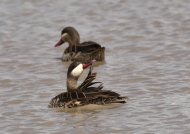 Red-billed Teals – couple