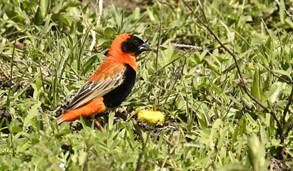 Southern Red Bishop – male