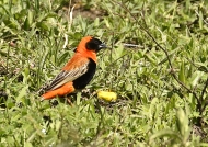 Southern Red Bishop – male