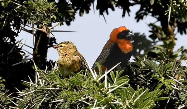 Southern Red Bishop – couple
