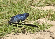 Steel-blue Whydah – br male