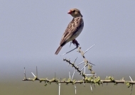 Straw-tailed Whydah-female