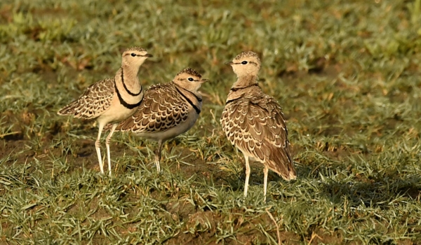 Two-banded Coursers