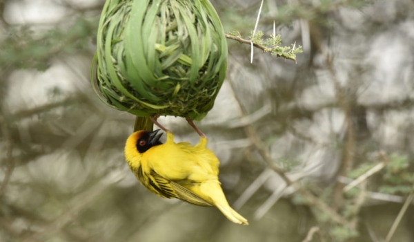 Viteline Masked Weaver – male