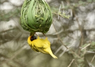 Viteline Masked Weaver – male