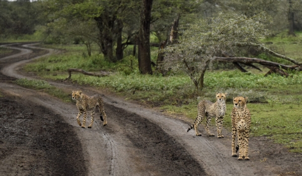 3 Cheetahs – 1 adult & 2 cubs