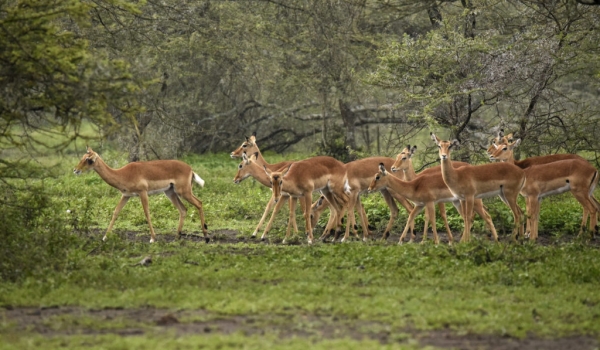 a herd of impalas