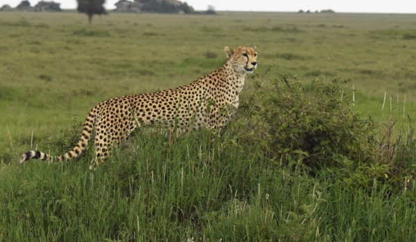Cheetah f. in Ndutu Plains
