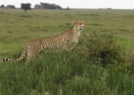 Cheetah f. in Ndutu Plains