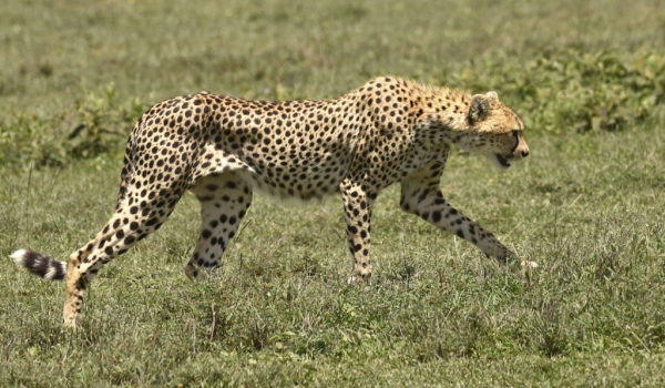Mum Cheetah is coming