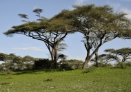 Acacia trees