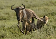 One catch the leg of the gnu