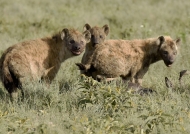 3 Hyenas share the prey