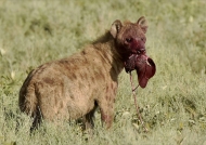 Hyena with the liver