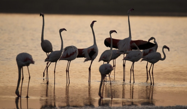 Flamingoes – early meeting