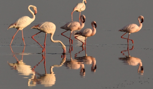 Flamingoes-lesser and greater