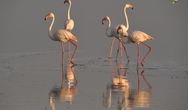 Greater Flamingoes