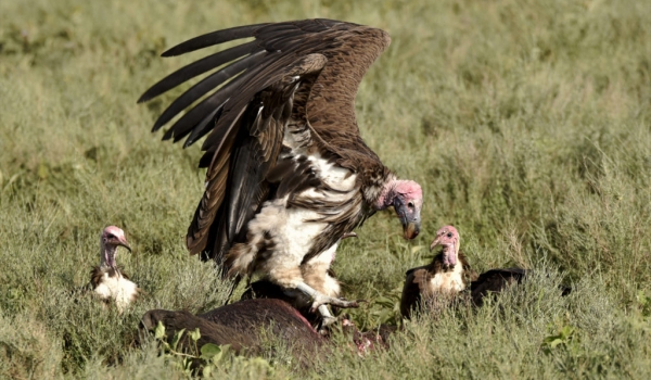 Lappet & Hooded Vultures