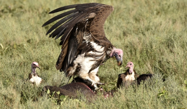 Lappet & Hooded Vultures