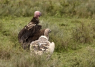 Lappet with Ruppell’s Vulture