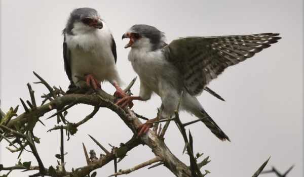 Pygmy Falcons-juv f (left) & f