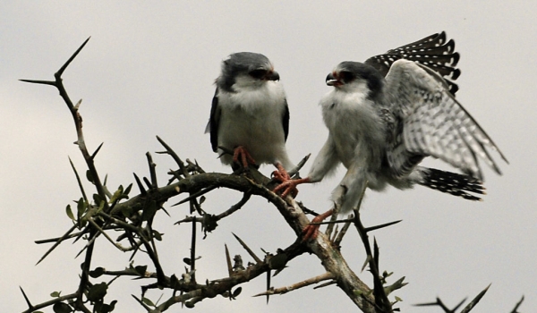 Pygmy Falcons-juv f (left) & f