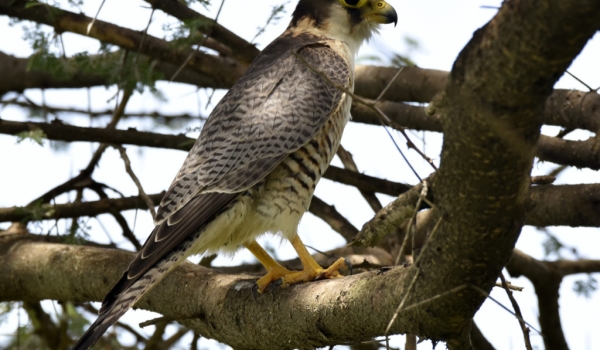 Red-necked Falcon – imm.