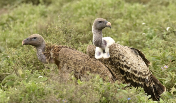 Ruppell’s Vultures – ad. & juv.