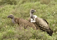 Ruppell’s Vultures – ad. & juv.