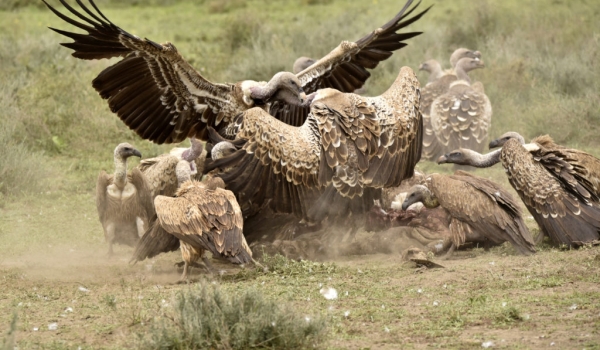 Ruppell’s Vultures – fight