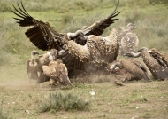 Ruppell’s Vultures – fight