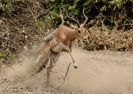 a male Impala…