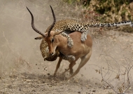 Zambia – Leopard female fighting Impala